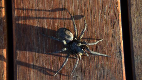 Una araña australiana - Sputnik Mundo