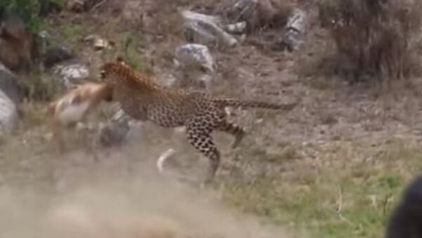 De un solo salto: un leopardo captura a un impala - Sputnik Mundo