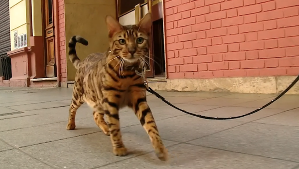 Coco, el gato que se parece a un tigre y se porta como un perro - Sputnik Mundo