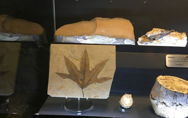 Muestras expuestas en el museo de Las Rocas y Fósiles en Zacatecas, México - Sputnik Mundo