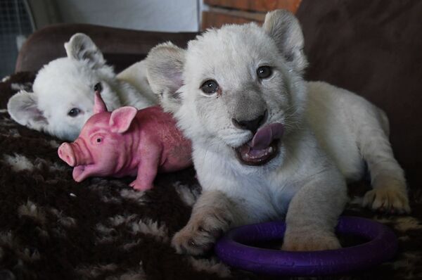 Cachorros de león blanco - Sputnik Mundo