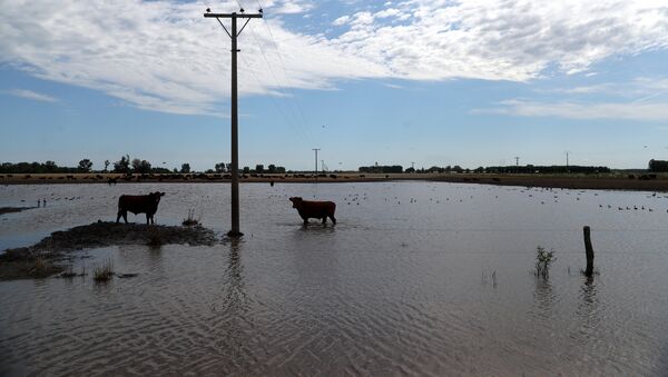 Un campo inundado en la provincia de Buenos Aires - Sputnik Mundo