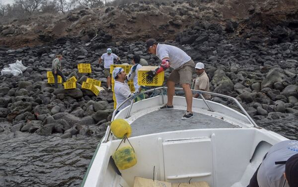 Desembarque de las iguanas Conolophus subcristatus en la Isla Santiago, en Islas Galápagos - Sputnik Mundo
