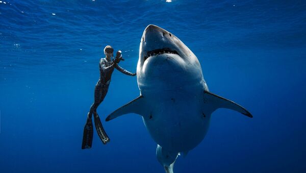 Deep Blue, la hembra de tiburón blanco más grande del planeta - Sputnik Mundo