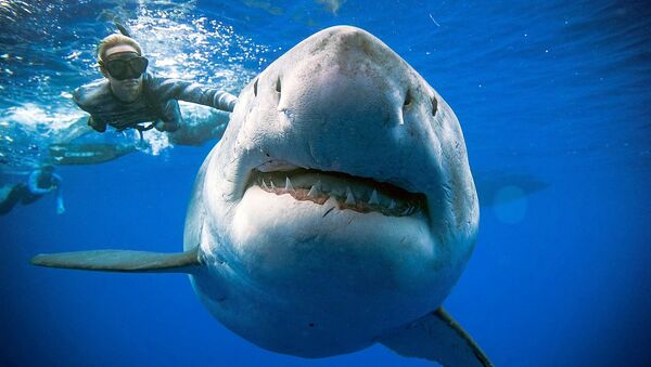 Deep Blue, el tiburón blanco más grande del mundo - Sputnik Mundo