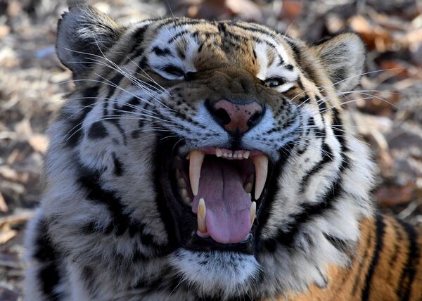 Así vive Amur el tigre siberiano más famoso de Rusia - Sputnik Mundo
