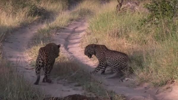 Un leopardo ataca a otro leopardo - Sputnik Mundo