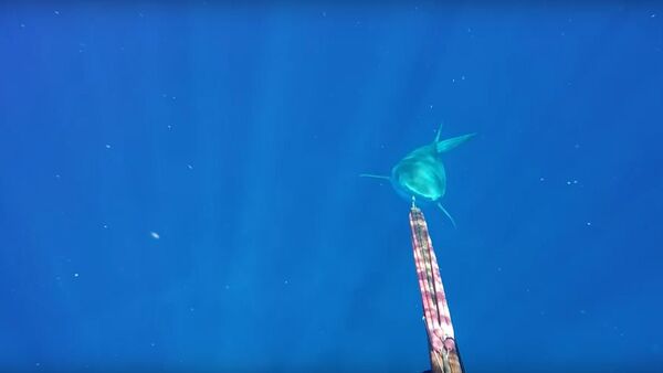 Un tiburon tigre se interesa por un pescador - Sputnik Mundo