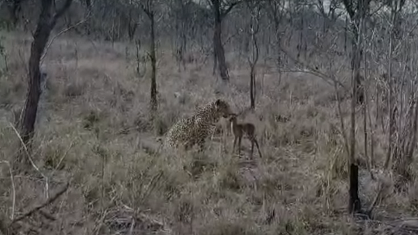 Un leopardo hace realidad la peor pesadilla de un bebé impala - Sputnik Mundo