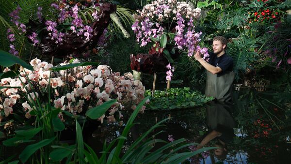 Festival de la Orquídea Kew Gardens en el Reino Unido - Sputnik Mundo