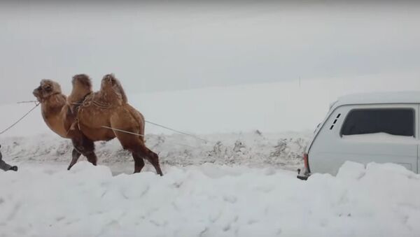 Un camello tira un auto de la nieve - Sputnik Mundo
