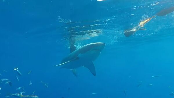 Un tiburón blanco intenta penetrar en la jaula de un buceador - Sputnik Mundo