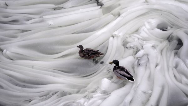 Un macho y una hembra de patos en el hielo del río Moskova - Sputnik Mundo