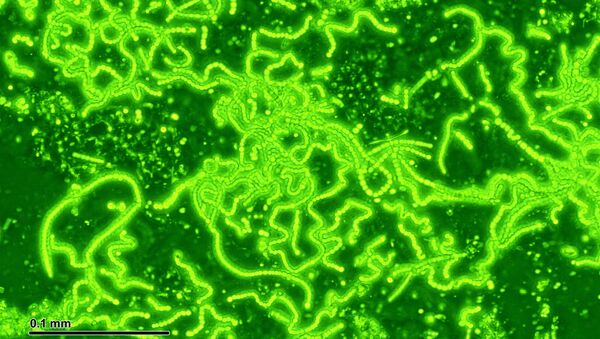 Cianobacterias (cyanobacterias) - Sputnik Mundo