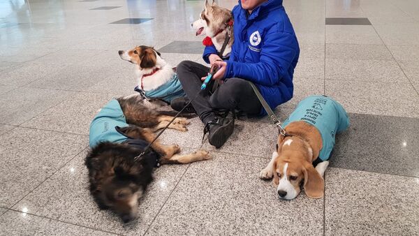 Los perros que trabajan en el aeropuerto de Domodédovo - Sputnik Mundo