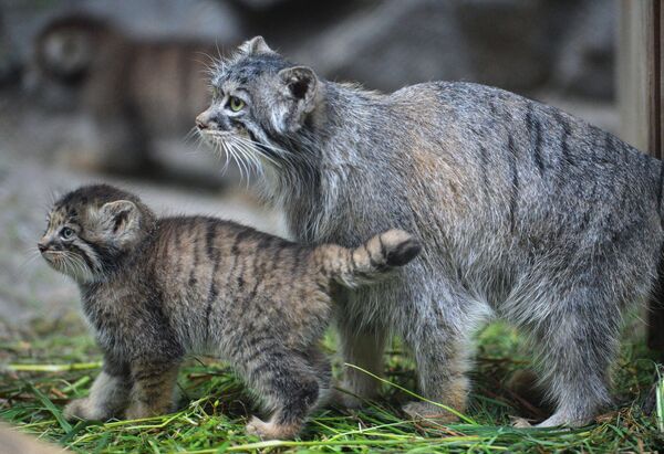 Belleza felina: estos son los gatitos con los que puedes encontrarte en Rusia - Sputnik Mundo