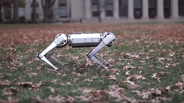 El robot Mini Cheetah del MIT de Massachusetts - Sputnik Mundo