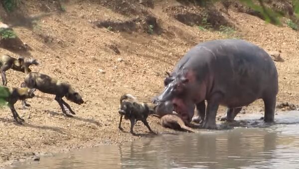 Un hipopótamo lucha contra perros salvajes - Sputnik Mundo