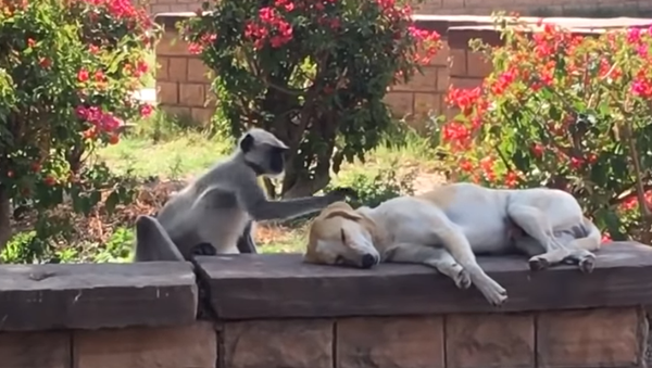 Un tierno mono acaricia a un perro mientras duerme - Sputnik Mundo