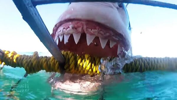 Tiburón blanco ataca una jaula - Sputnik Mundo