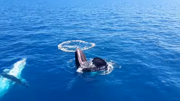 Una ballena sorprende a los australianos con su extraña conducta - Sputnik Mundo