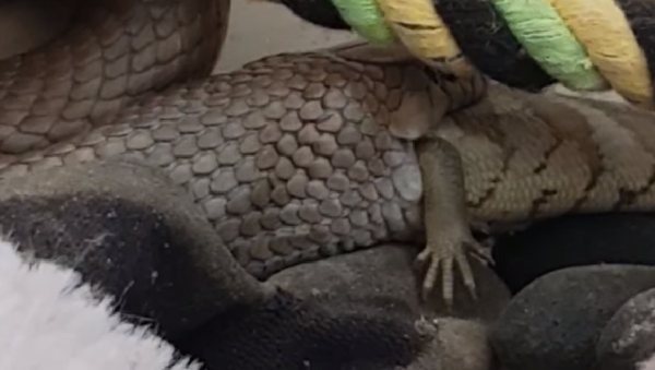 Una serpiente devora a un lagarto más grande que ella - Sputnik Mundo