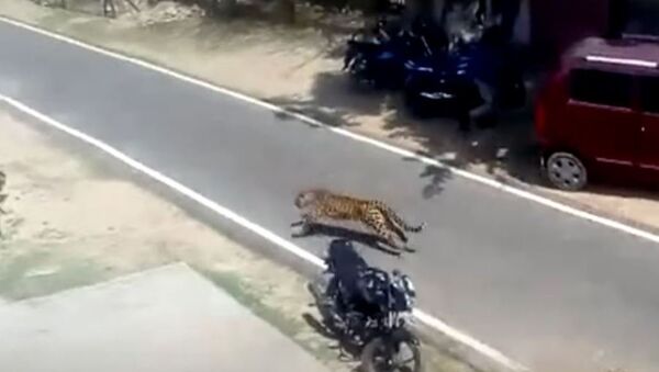 Parkour felino: un leopardo se apodera de los tejados y siembra el terror en un pueblo indio - Sputnik Mundo