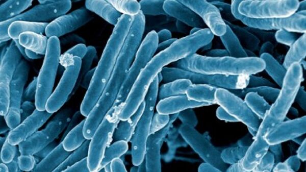 Mycobacterium tuberculosis, bacteria responsable de la mayor cantidad de casos de tuberculosis en el mundo - Sputnik Mundo