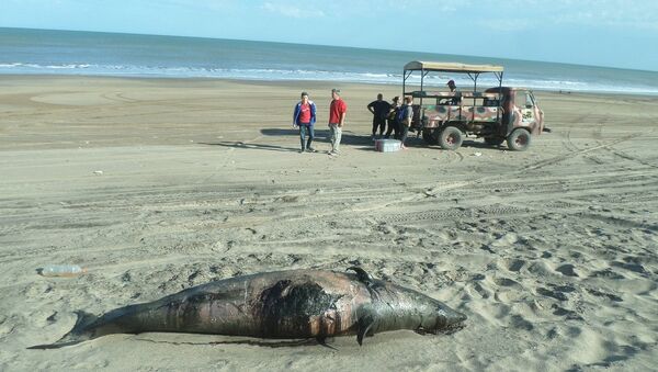 El zifio de Héctor varado en la costa de Argentina - Sputnik Mundo
