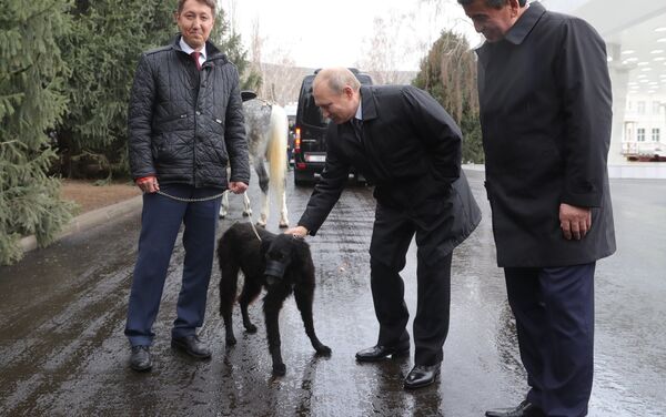El presidente kirguís, Sooronbay Jeenbekov, le regala al presidente ruso, Vladímir Putin, un cachorro - Sputnik Mundo