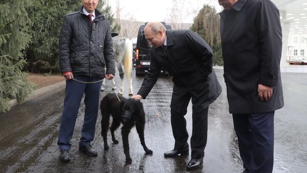 El presidente kirguís, Sooronbay Jeenbekov, le regala al presidente ruso, Vladímir Putin, un cachorro - Sputnik Mundo