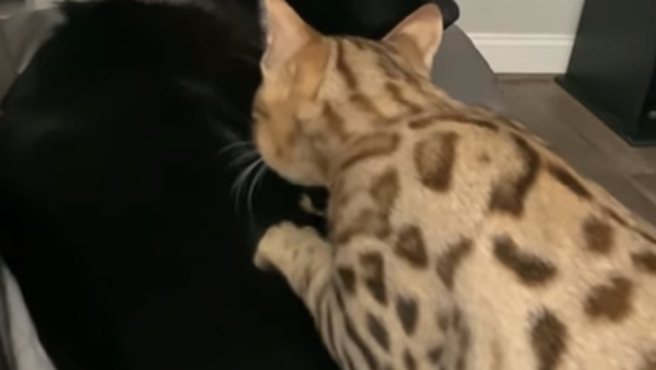 ¡Cariño, hazme un masaje! Así es la increíble amistad entre un gato y un perro - Sputnik Mundo