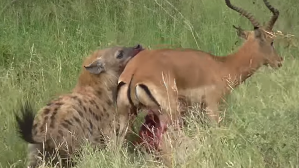 Un antílope desgarrado intenta escapar de una hiena - Sputnik Mundo
