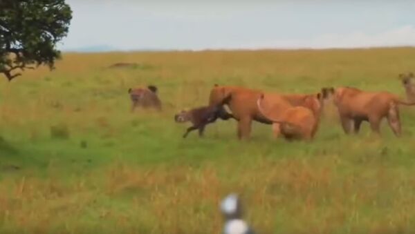 Unos leones atacan a las hienas - Sputnik Mundo