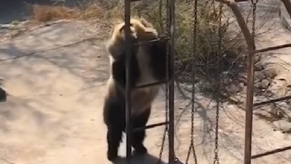 Un oso bailarín conquista a los internautas con sus divertidos movimientos - Sputnik Mundo