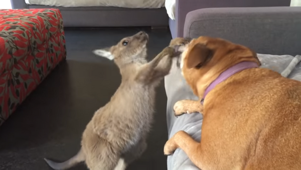 Una cría de canguro le enseña al perro quién manda en casa - Sputnik Mundo