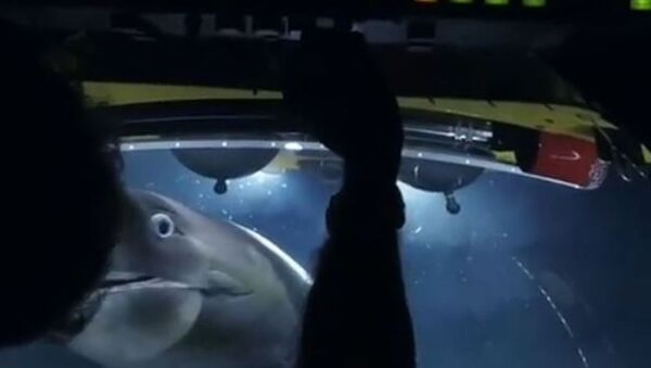 Un tiburón ataca a un submarino - Sputnik Mundo