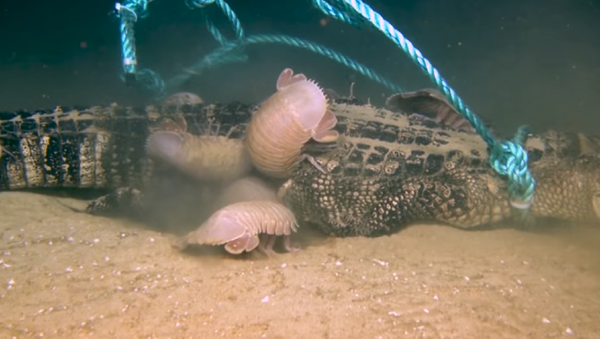Así devoran un enorme caimán en el golfo de México los isópodos gigantes - Sputnik Mundo