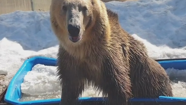¡Como una celebridad! Este oso ruso disfruta de la vida en una bañera - Sputnik Mundo