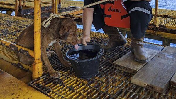 Perro rescatado en alta mar en Tailandia - Sputnik Mundo