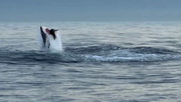 Unos lobos marinos se enfrentan a un tiburón blanco - Sputnik Mundo