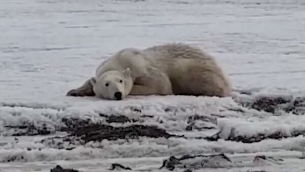 ¿Cómo acabó este oso polar a cientos de kilómetros de casa? - Sputnik Mundo