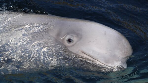 Una beluga (imagen referencial)  - Sputnik Mundo