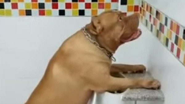 Un bulldog trata de ir al baño al 'estilo humano' - Sputnik Mundo