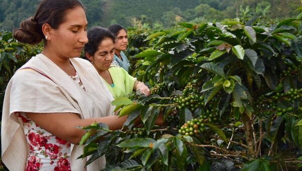 Excombatientes de las FARC colombianas impulsan proyecto de exportación de café orgánico - Sputnik Mundo