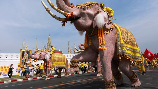 Desfile de elefantes en Bangkok, Tailandia - Sputnik Mundo