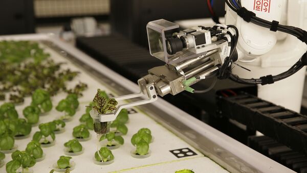 Robots plantan lechugas en California, EEUU - Sputnik Mundo