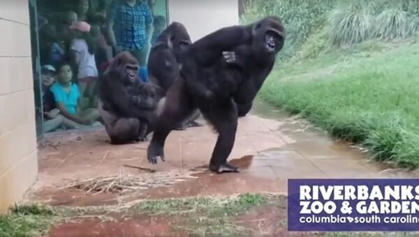 El vídeo viral de unos gorilas intentando no mojarse por la lluvia - Sputnik Mundo