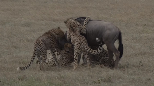 Cinco guepardos hambrientos se lanzan contra un ñu - Sputnik Mundo