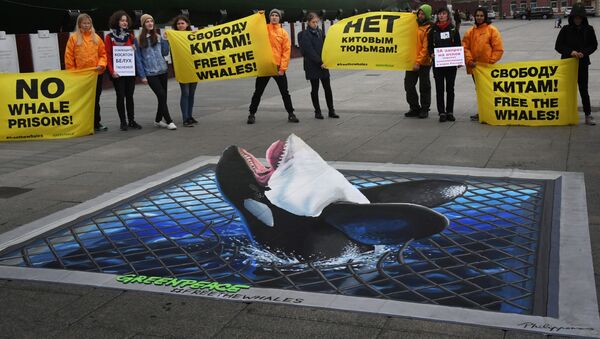 Los activistas reclaman libertad para las orcas en la bahía Srédnaya - Sputnik Mundo